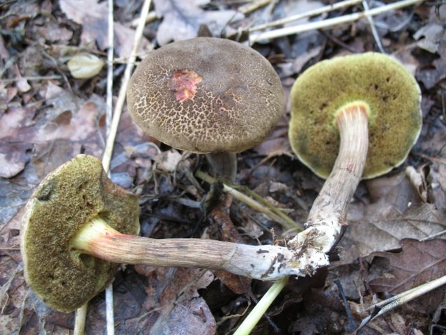 Xerocomus communis